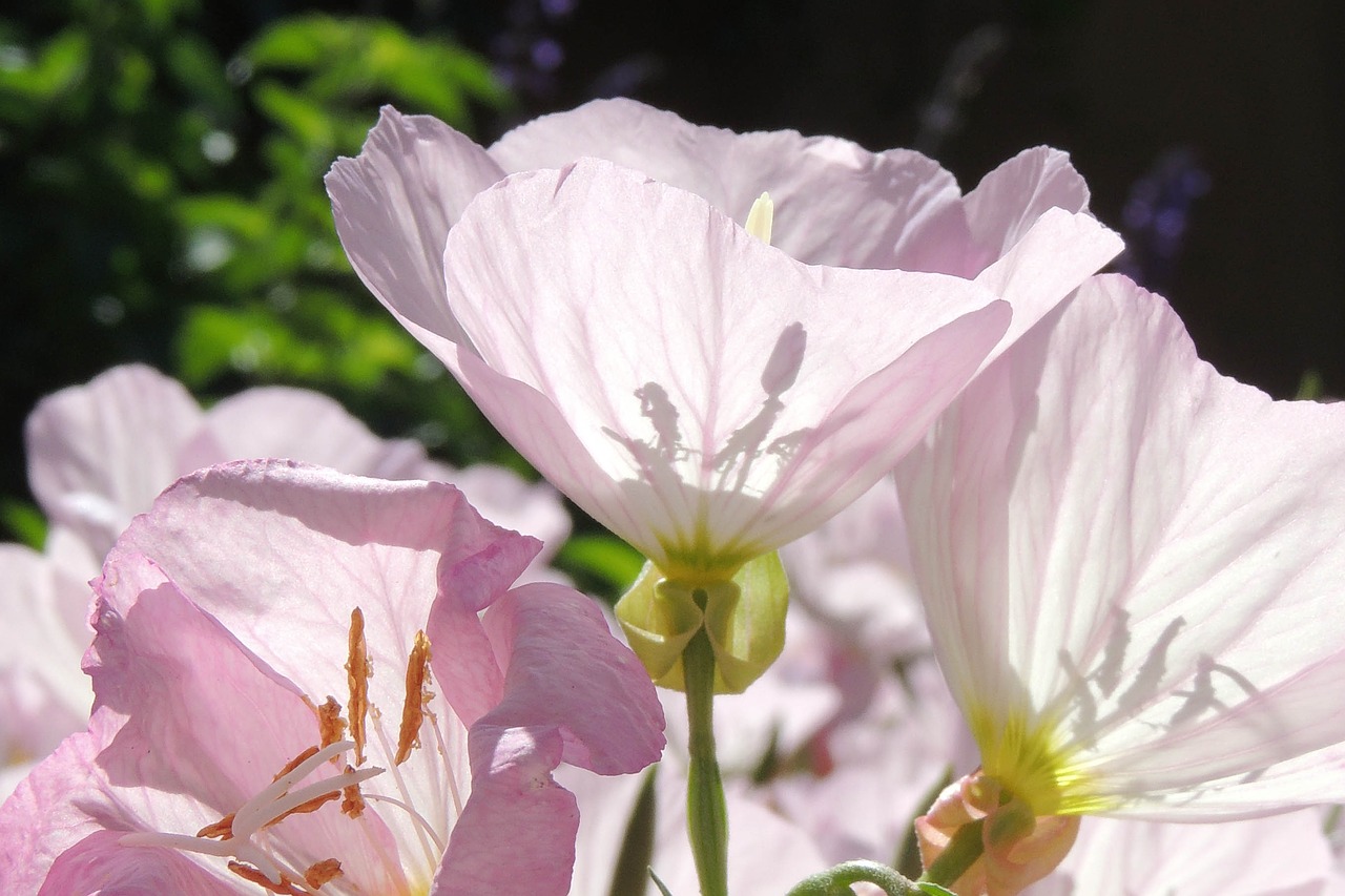 purple flower transparent free photo