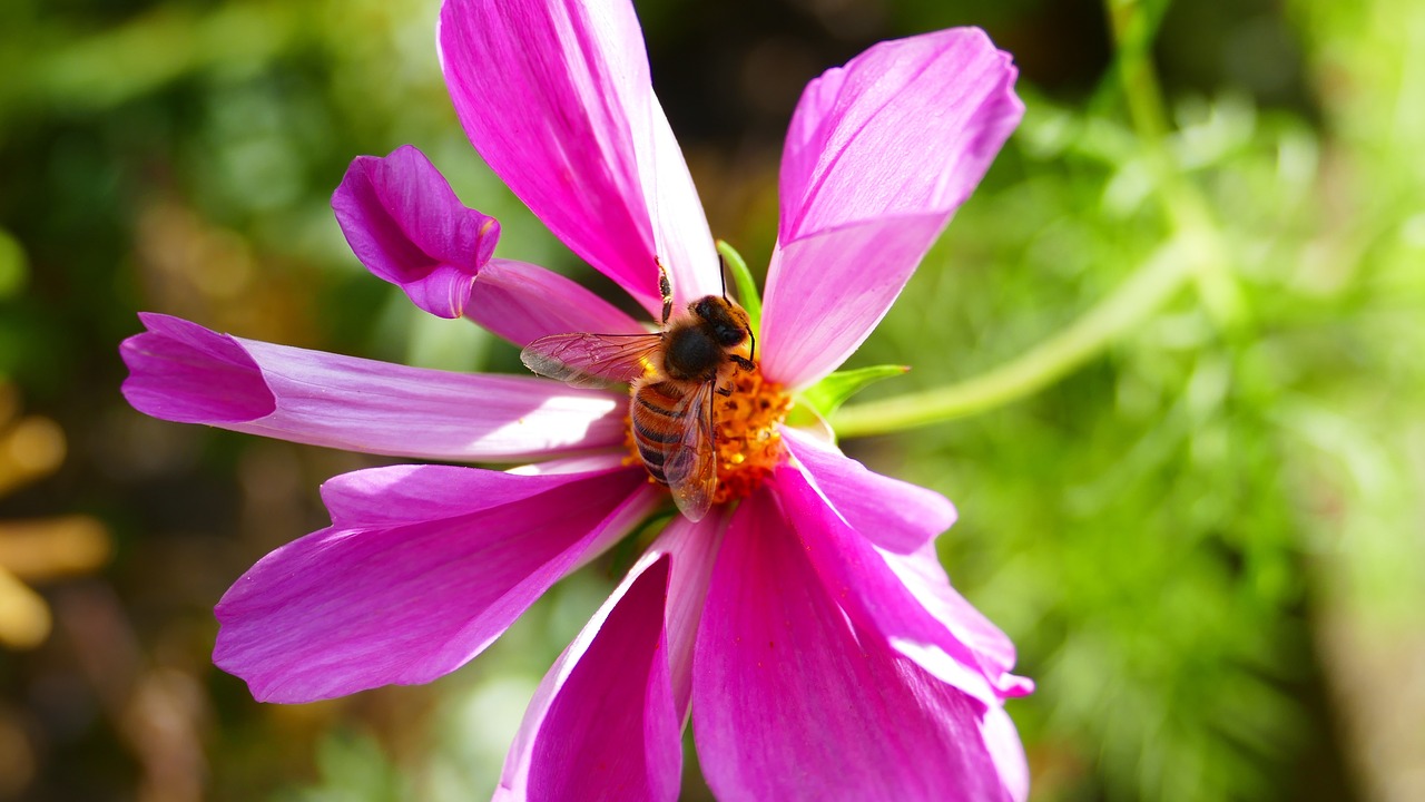 purple flower bee free photo