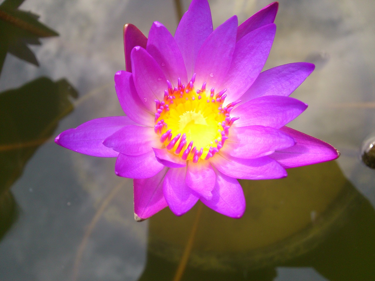 purple lily purple flower free photo