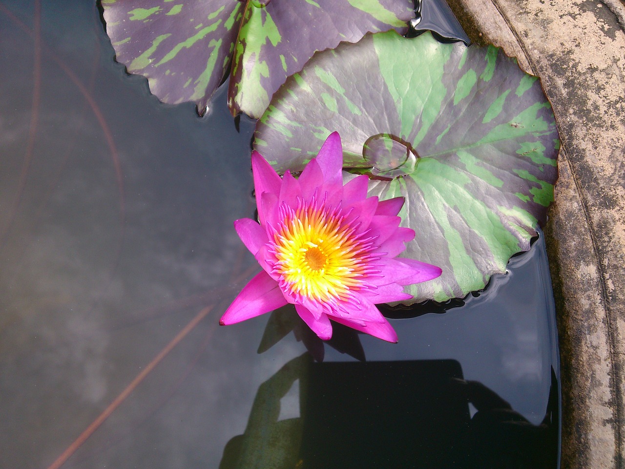 purple lily water lily free photo