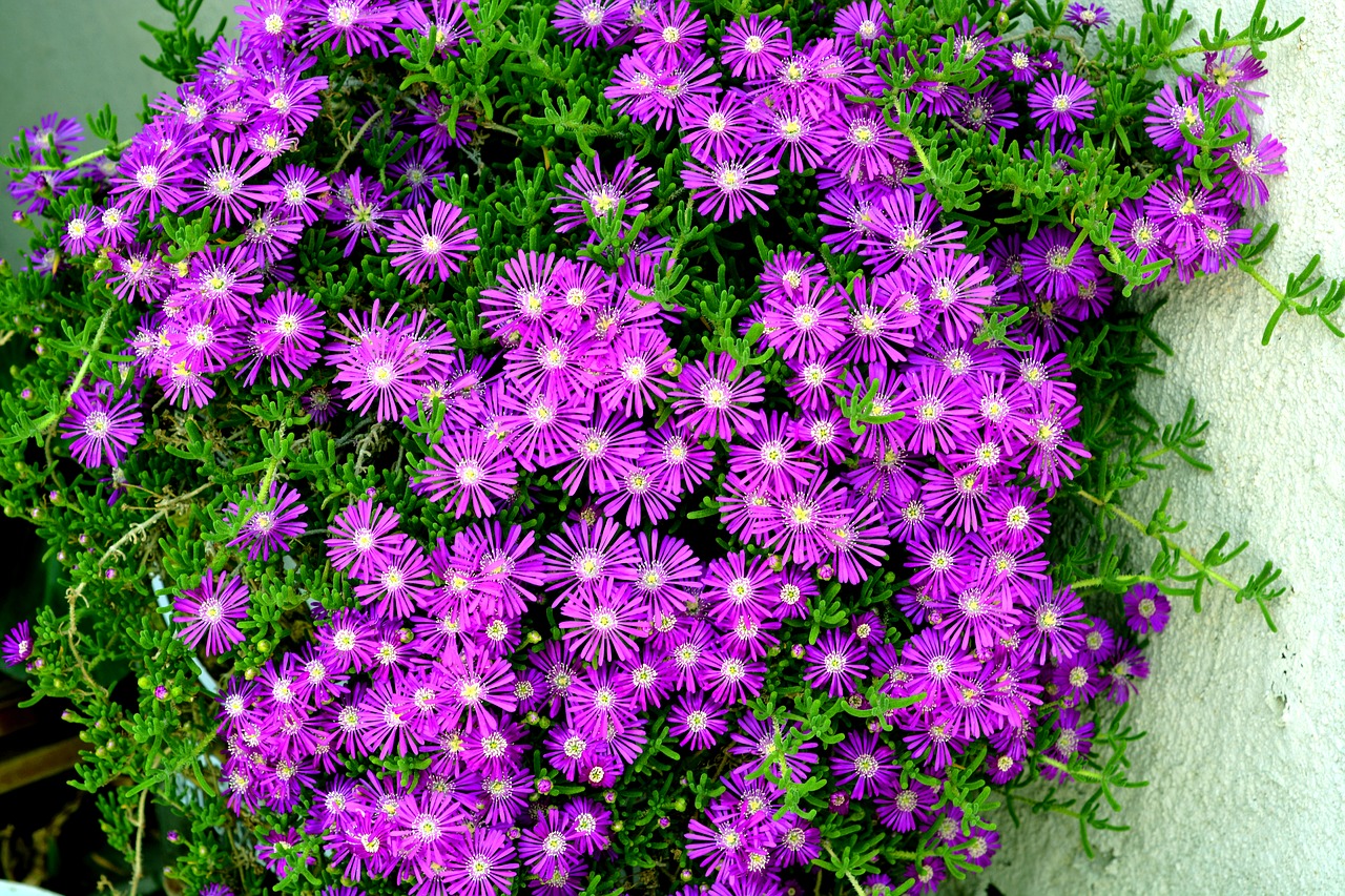 purple flower purple bunches free photo