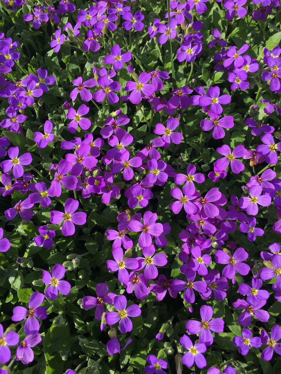 purple flower violet free photo