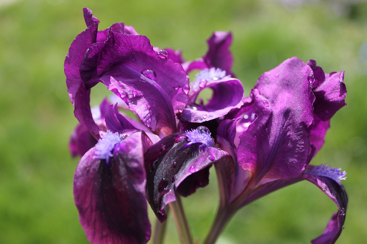 purple flower purple flowers free photo