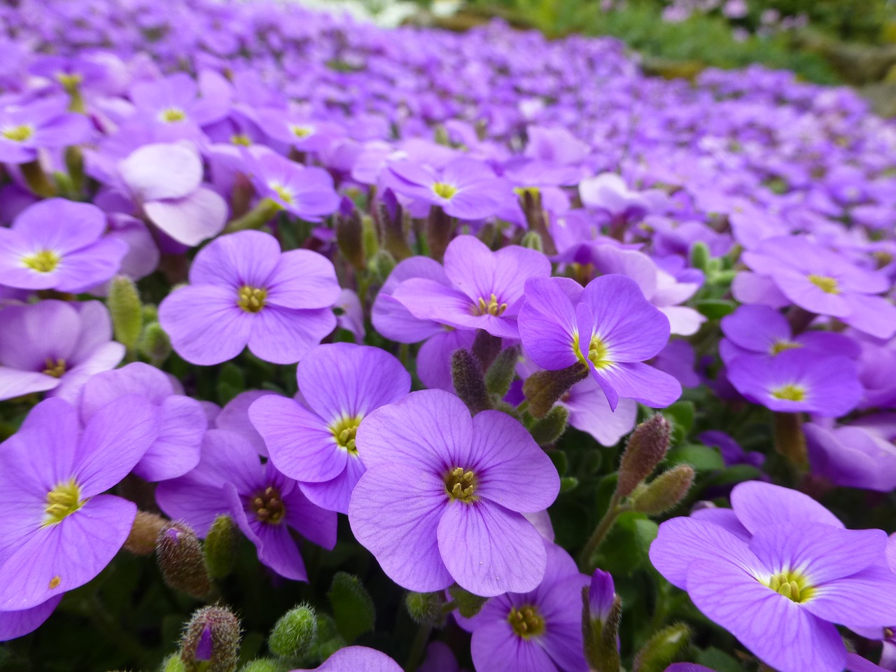 purple flowers alpine free photo