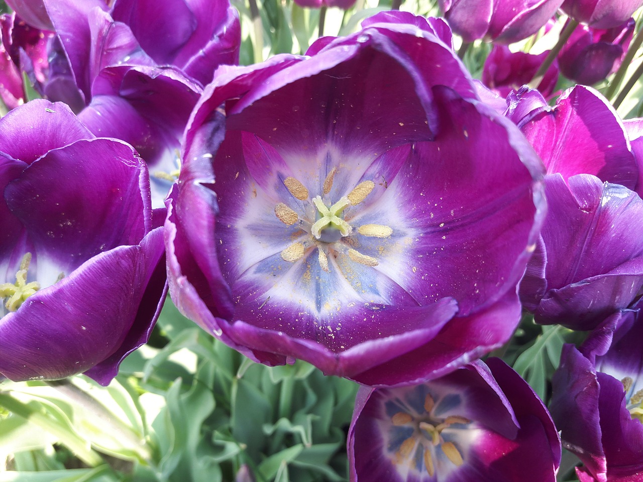 purple tulips flower free photo