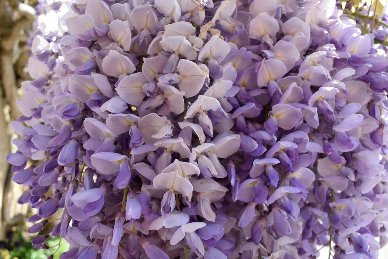 purple flower petal free photo