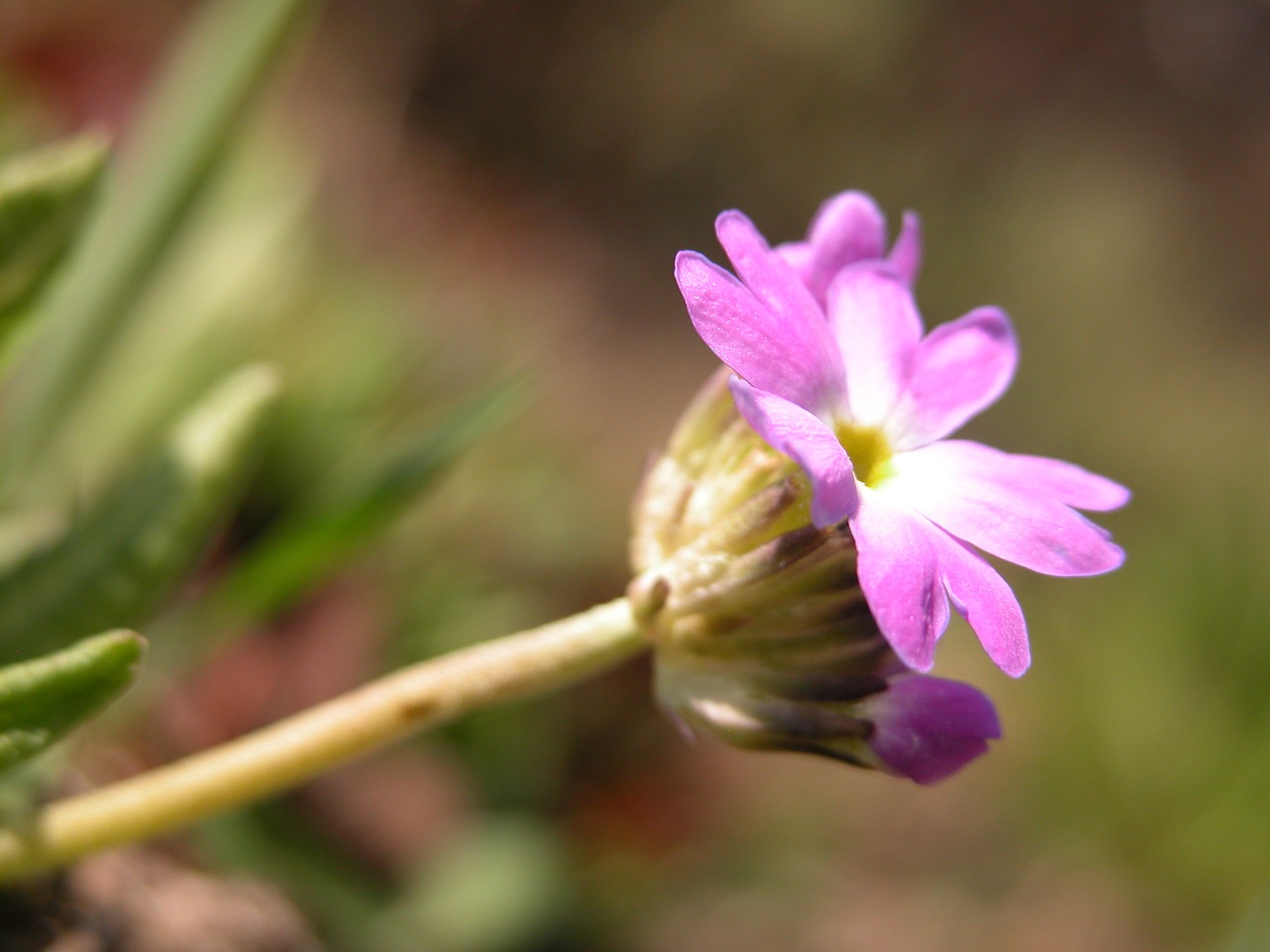 purple spring flower free photo