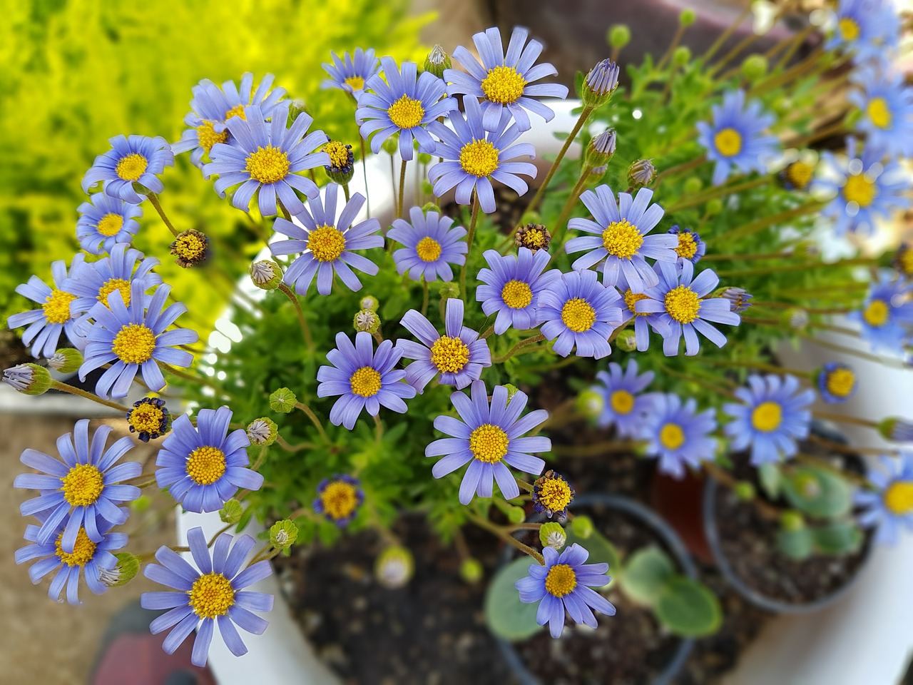 purple potted plant flowers free photo