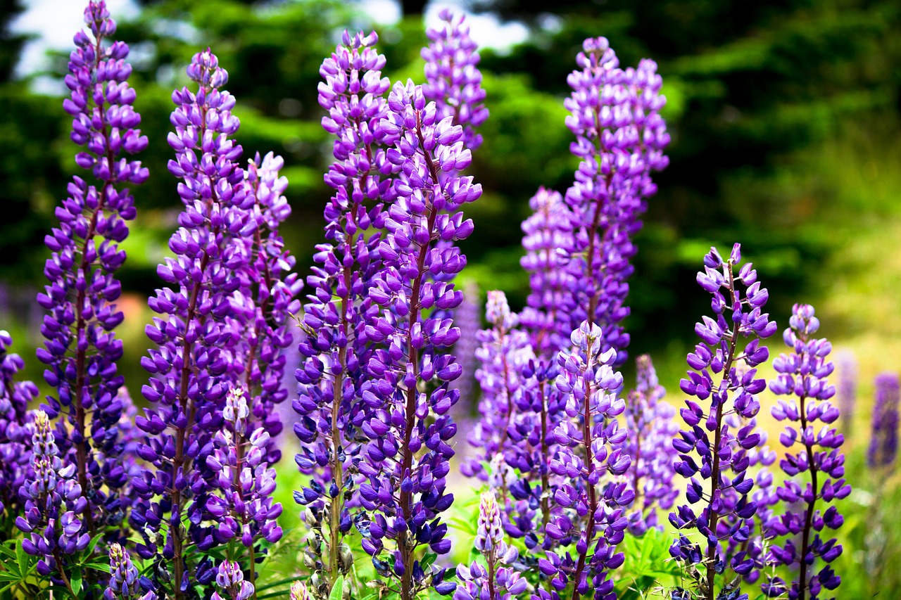 purple floral summer free photo