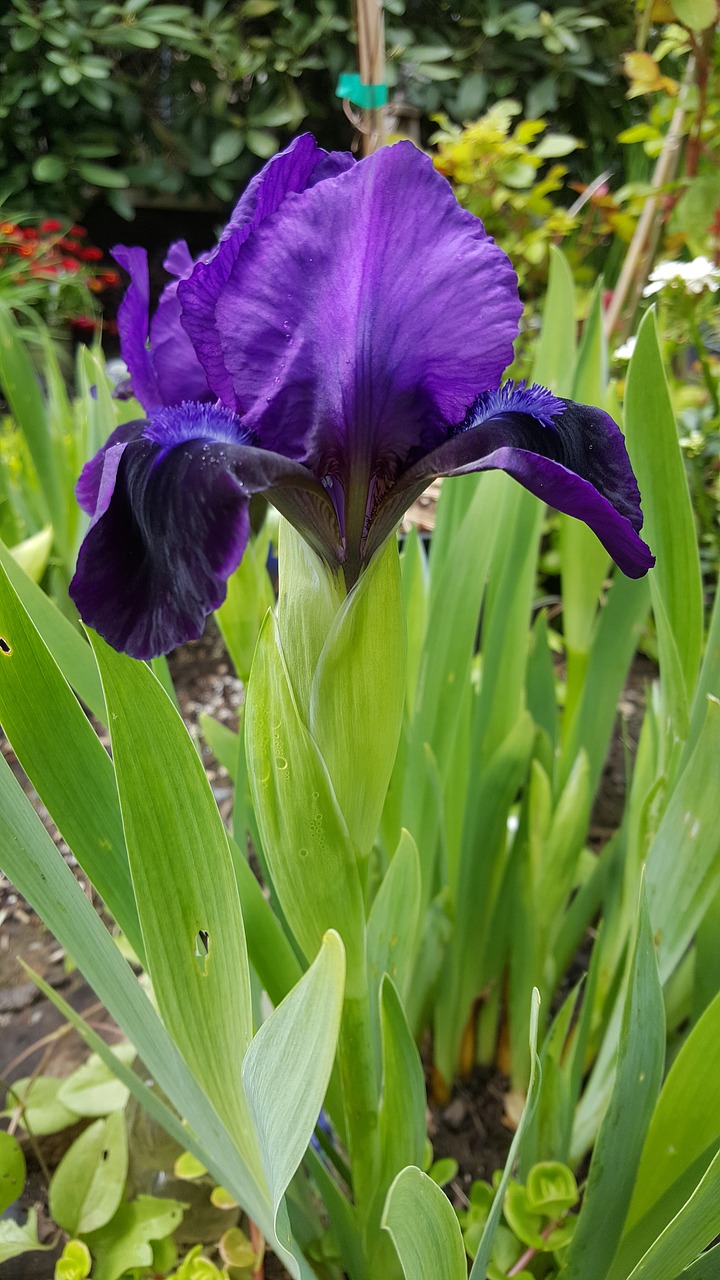 purple iris flower free photo