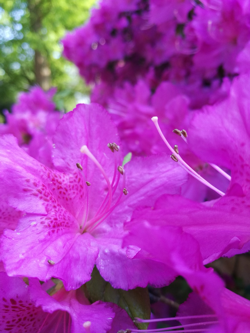 purple nature flowers free photo