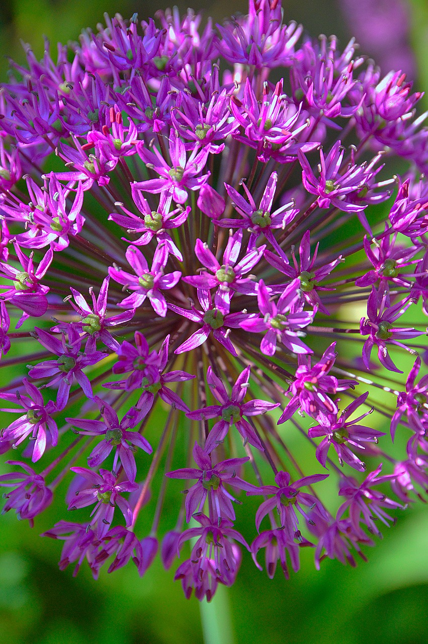 purple flower purple flower free photo