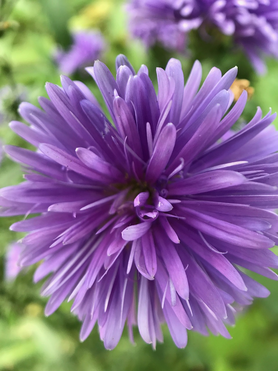 purple flower garden free photo