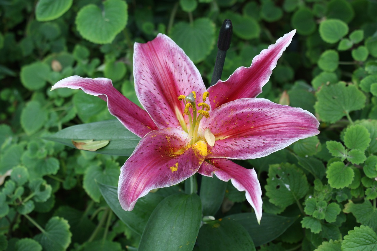 purple flower garden free photo