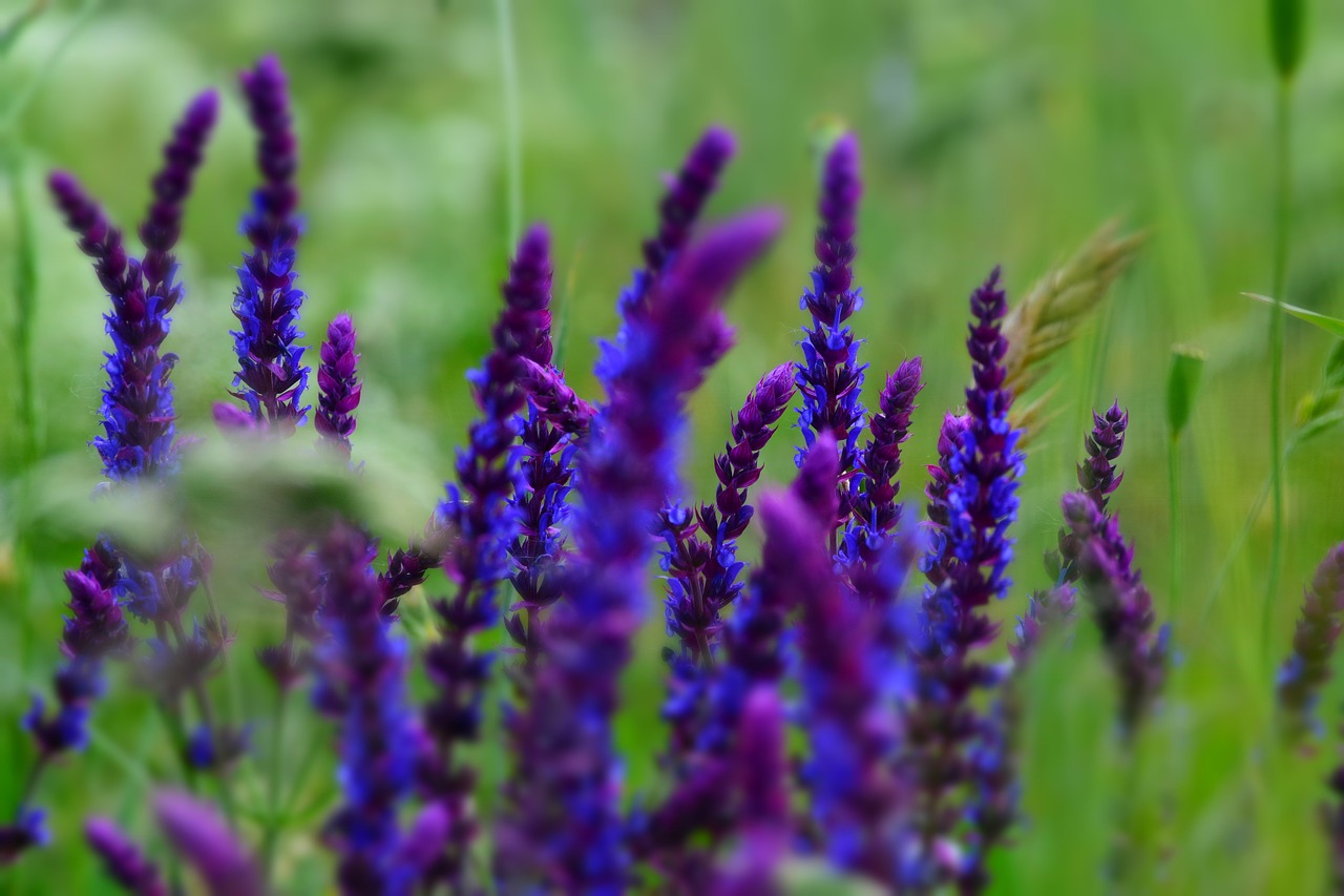 purple blue flower free photo