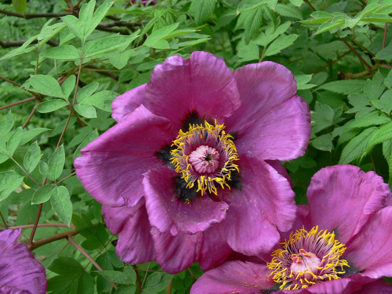 purple flower purple flower free photo