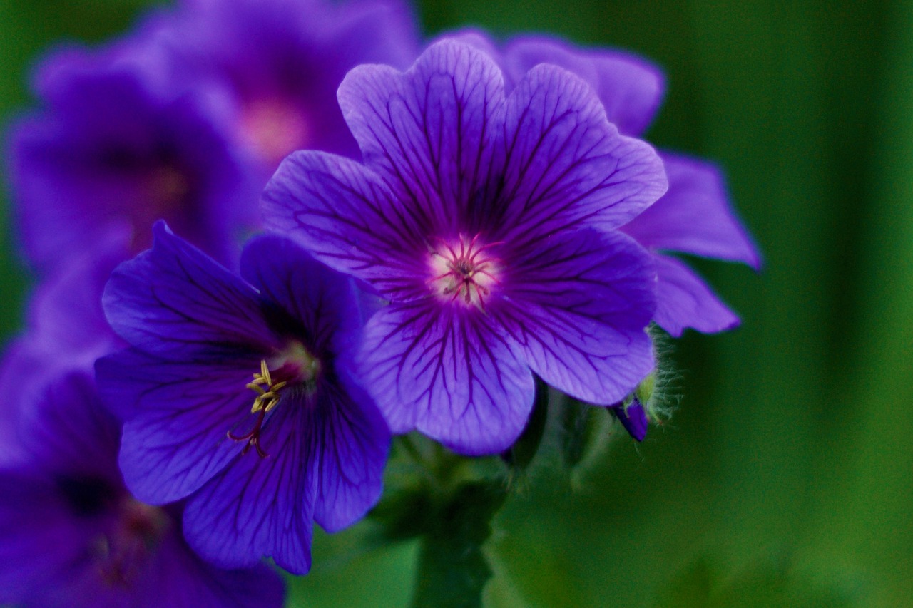 purple flower garden free photo