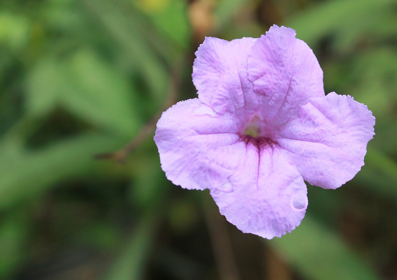 purple flower plant free photo