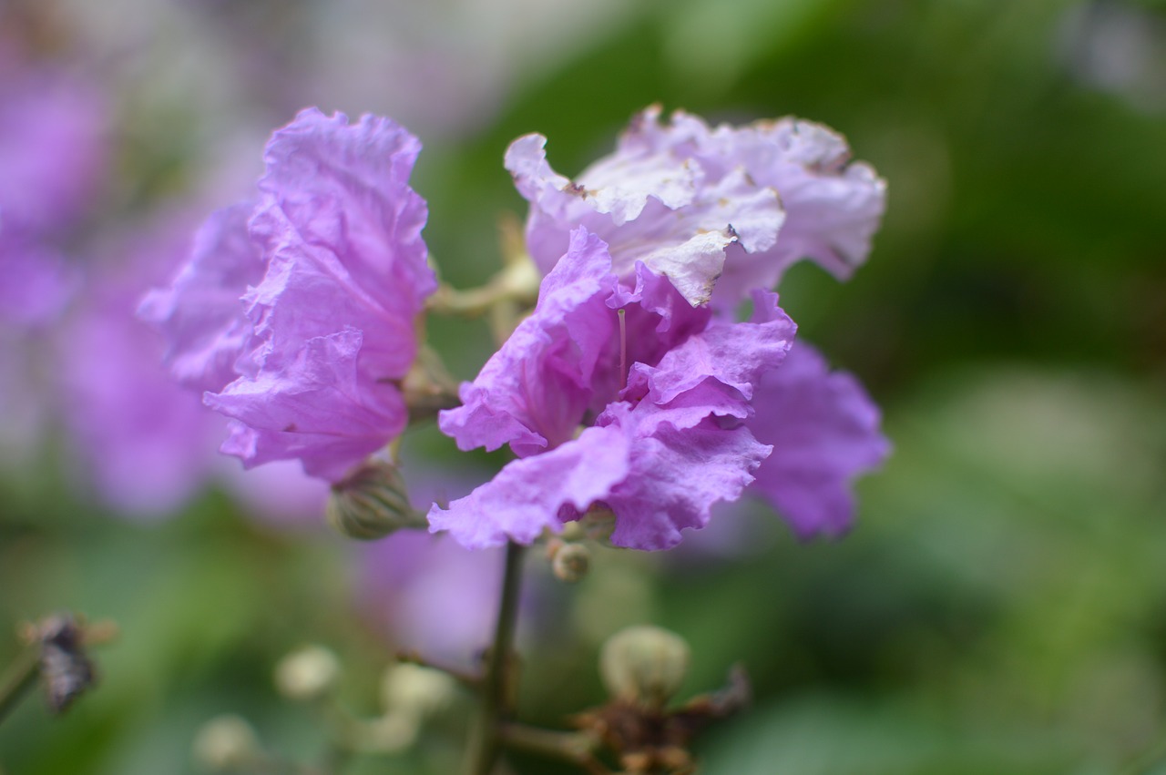 purple flower beauty free photo