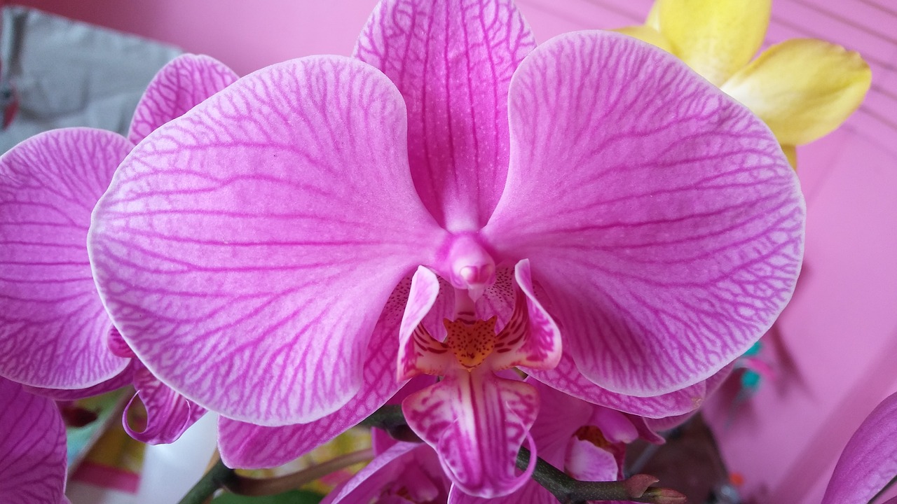 Орхидея фаленопсис фиолетовая полосатая