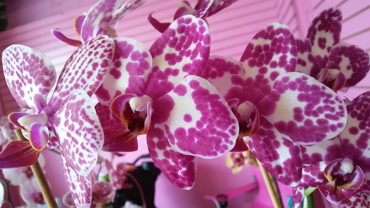 purple orchid bloom free photo