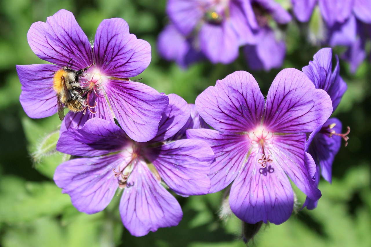 purple green nature free photo