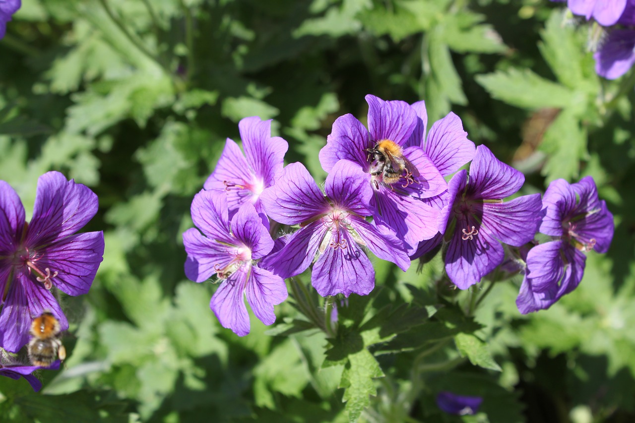 purple green nature free photo