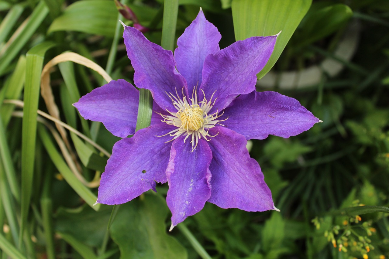 purple flower xie free photo