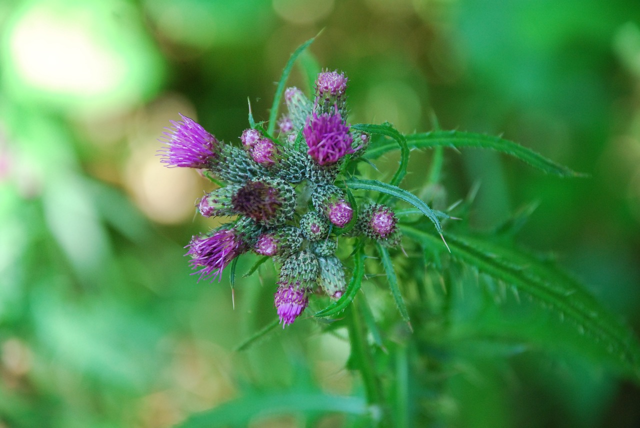 purple blossom bloom free photo