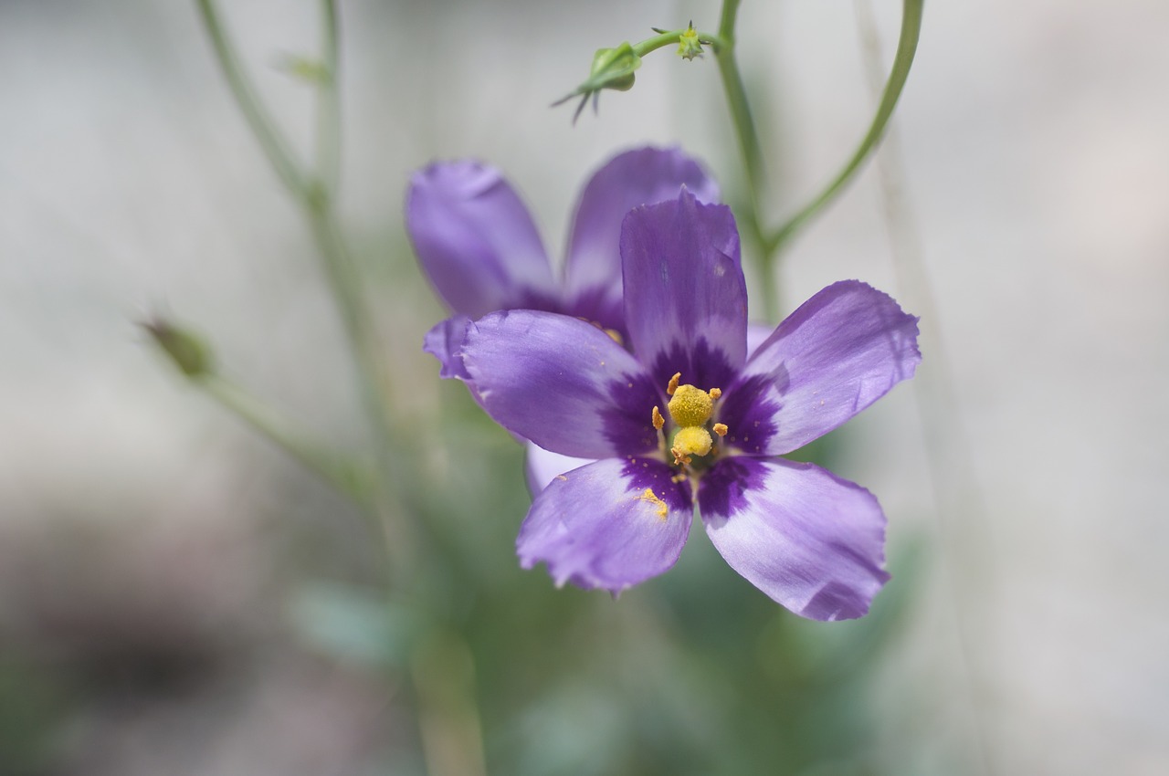 purple flower summer free photo