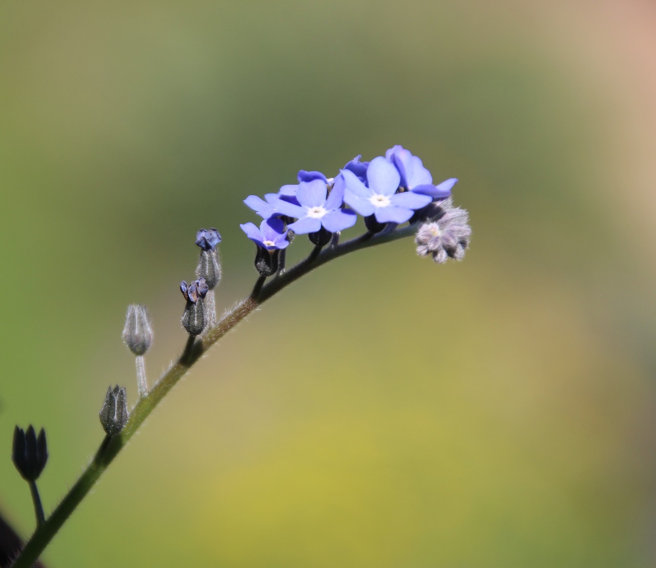 purple flowers purple flower free photo