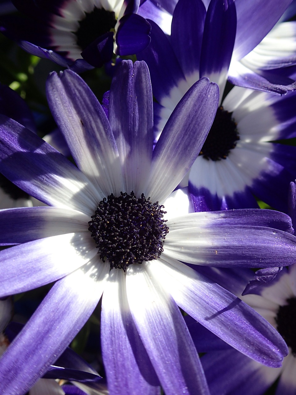 purple flower england free photo