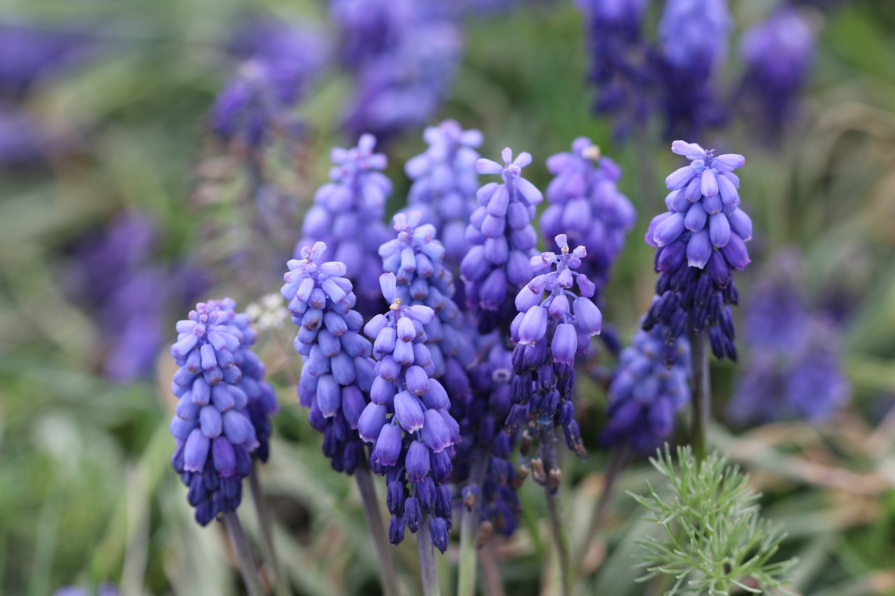 purple hyacinth macro free photo