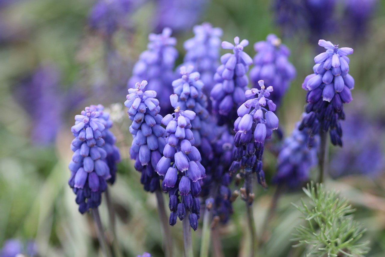 purple hyacinth macro free photo