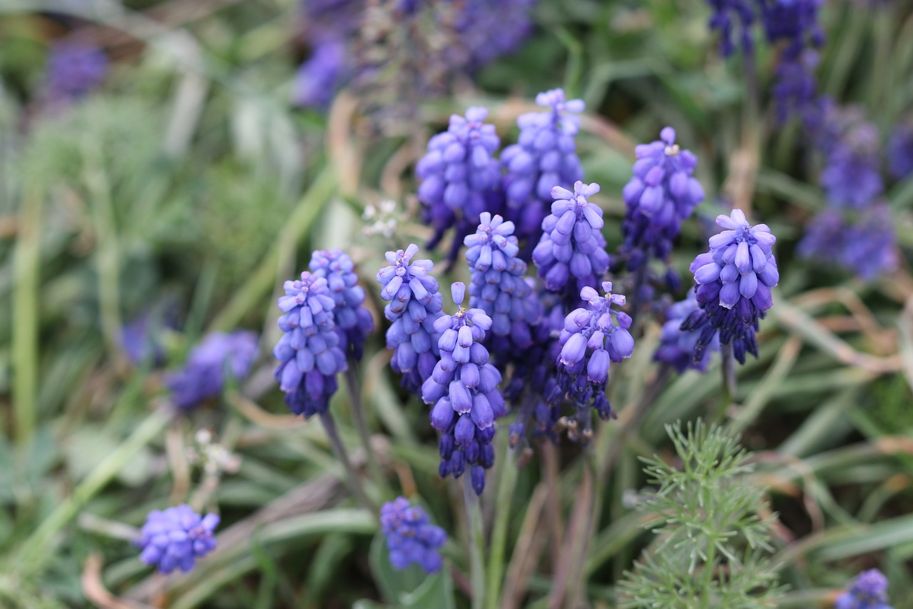 purple hyacinth macro free photo