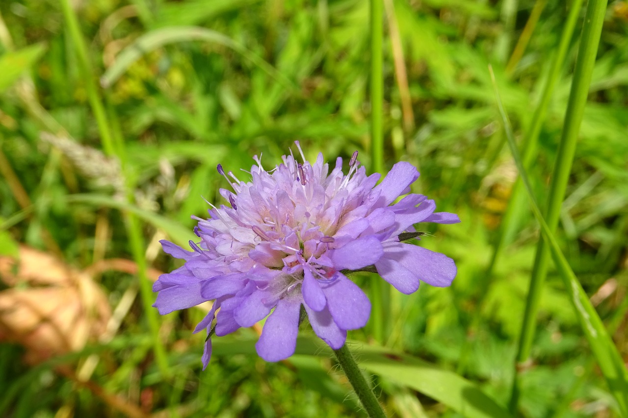 purple flower macro free photo