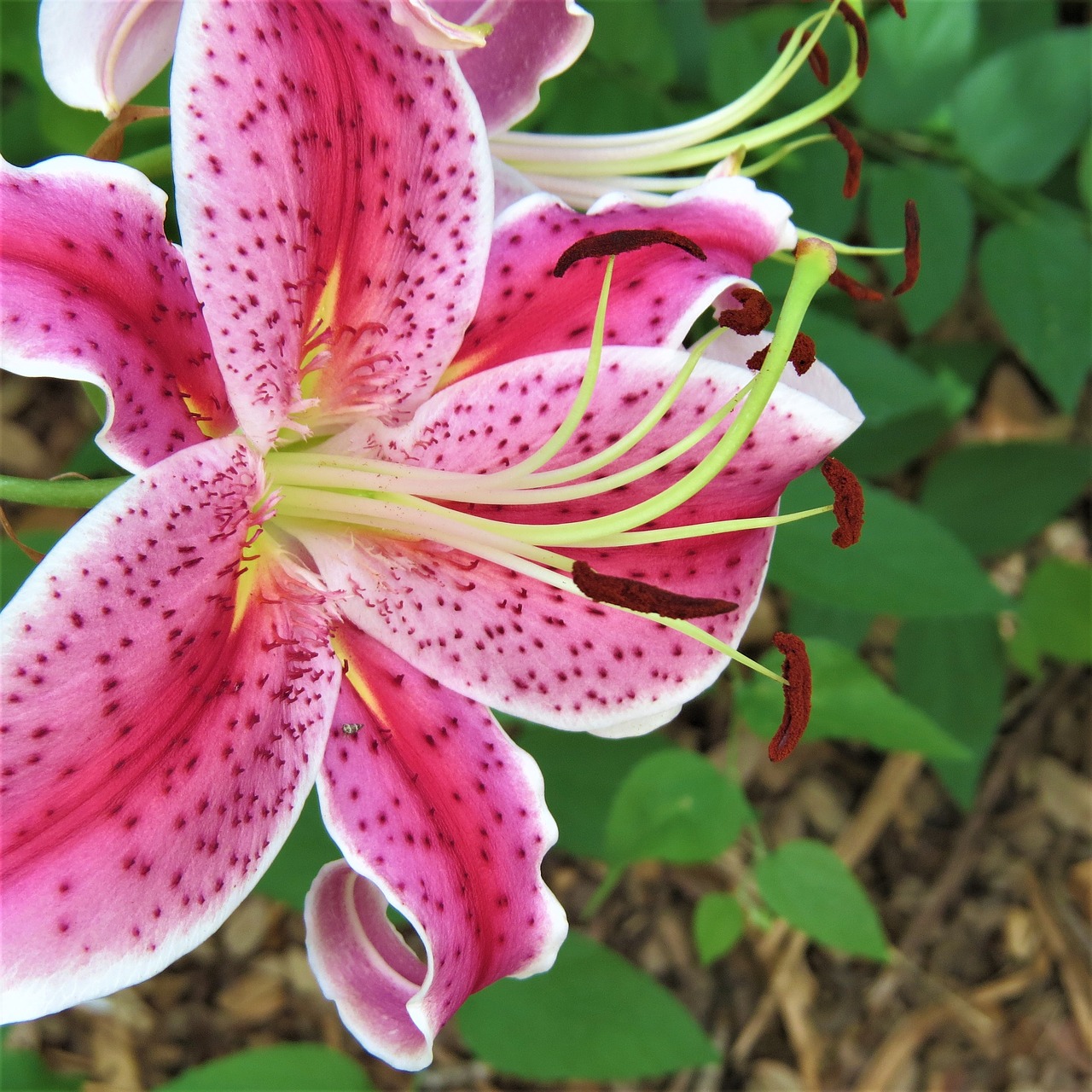 purple lilly bloom free photo