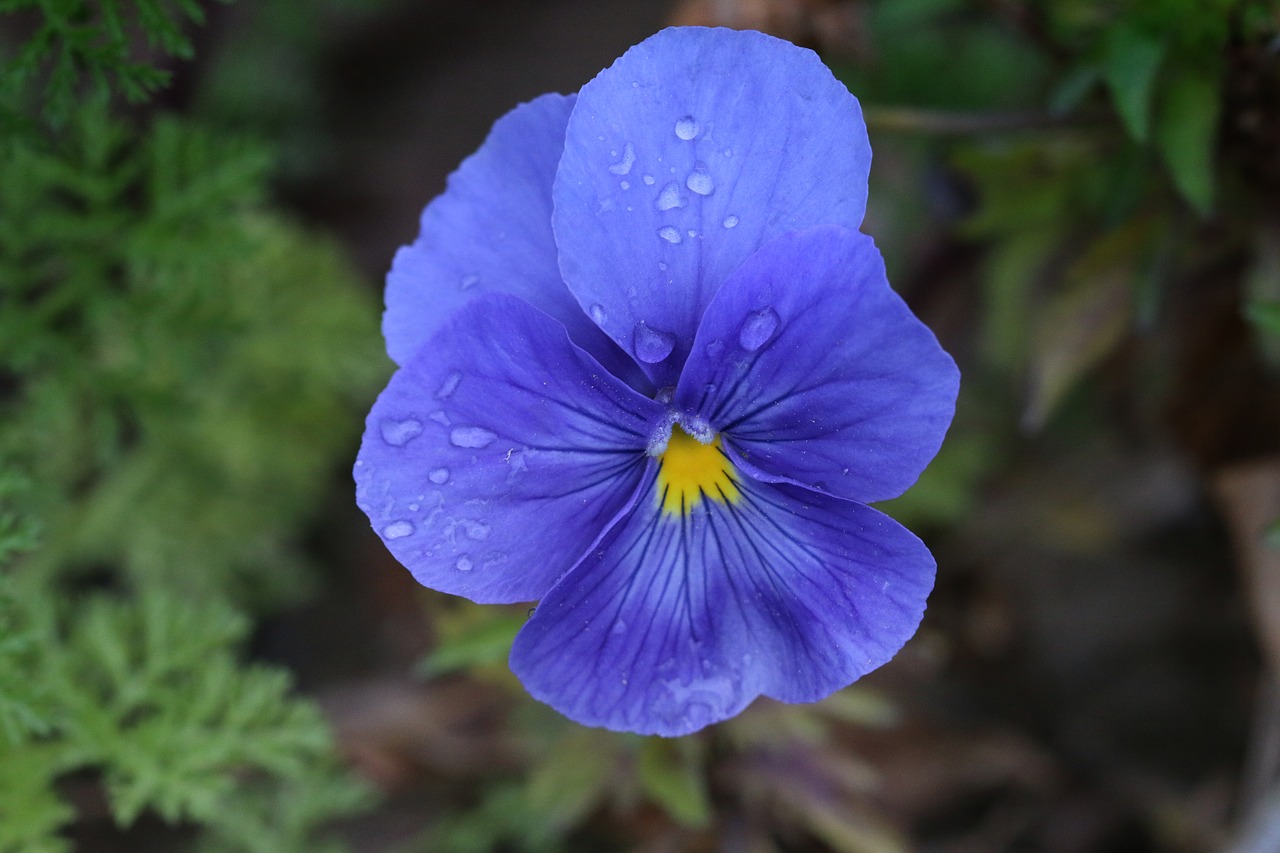 purple violet pink free photo