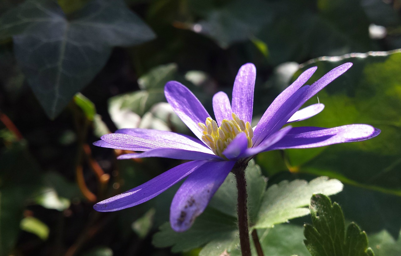 purple flower bloom free photo