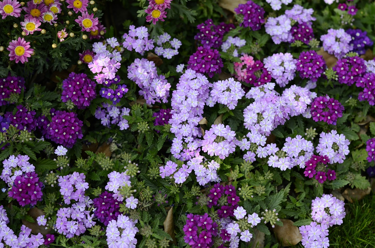 purple purple flower flower free photo