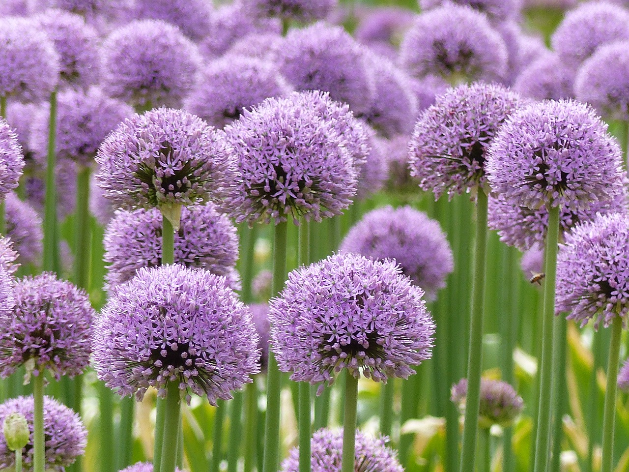 purple allium flowers free photo