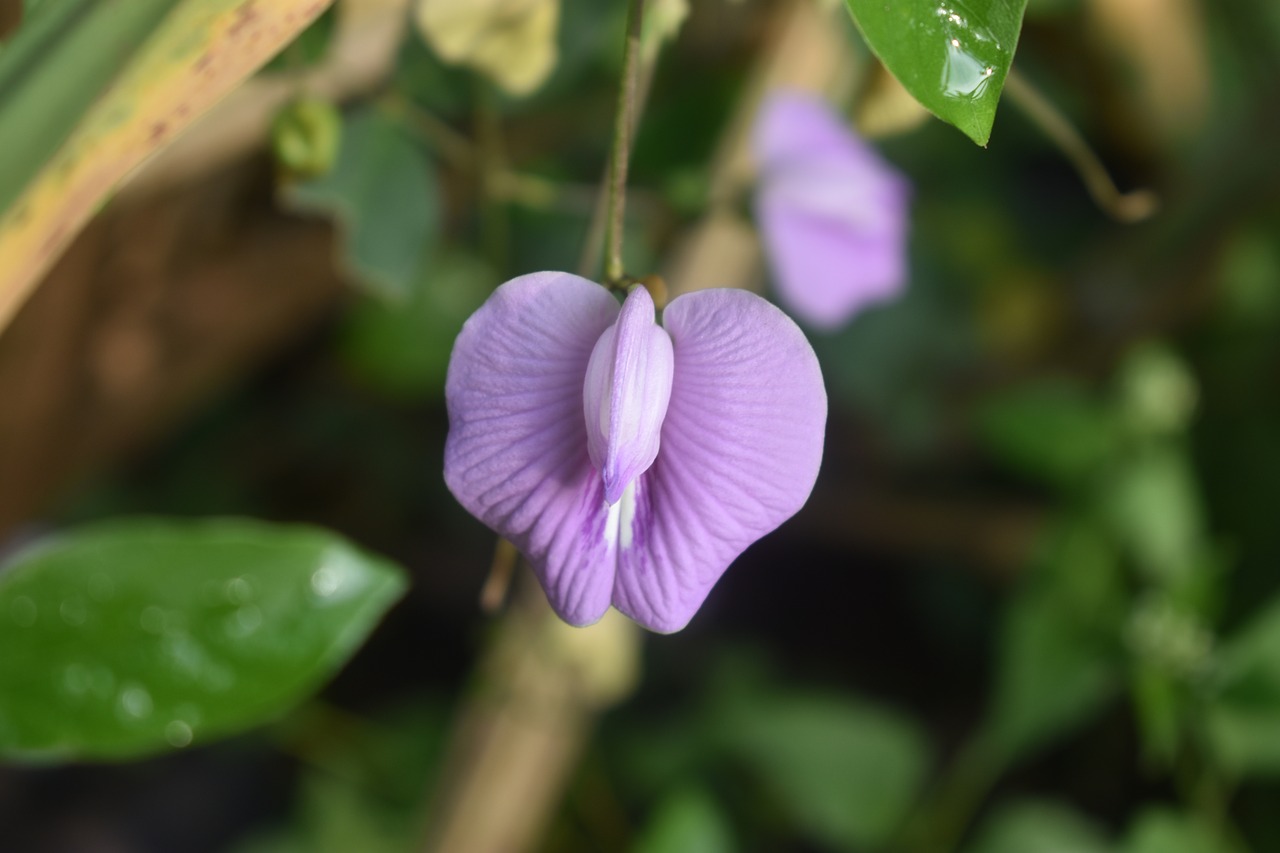 purple flower nature free photo