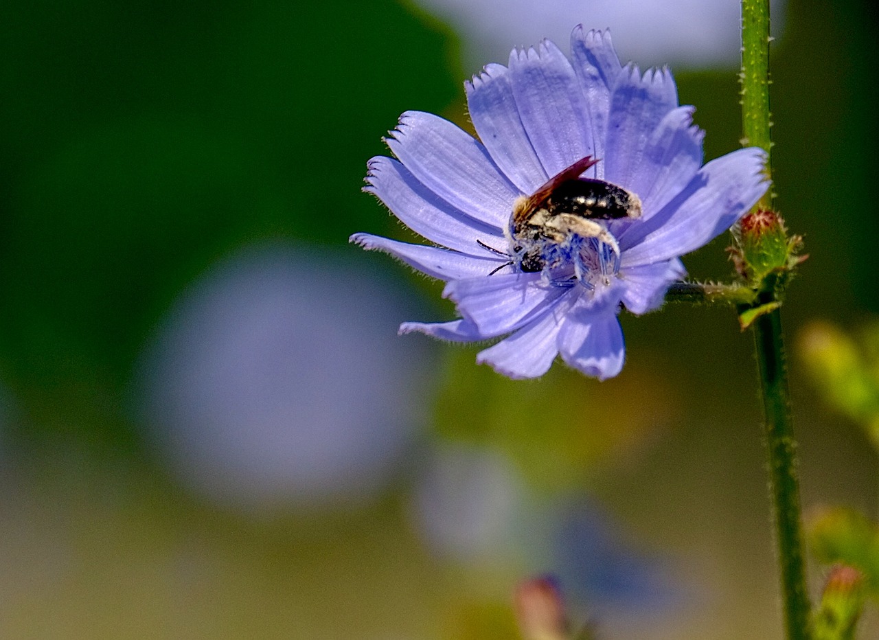 purple flower bees free photo