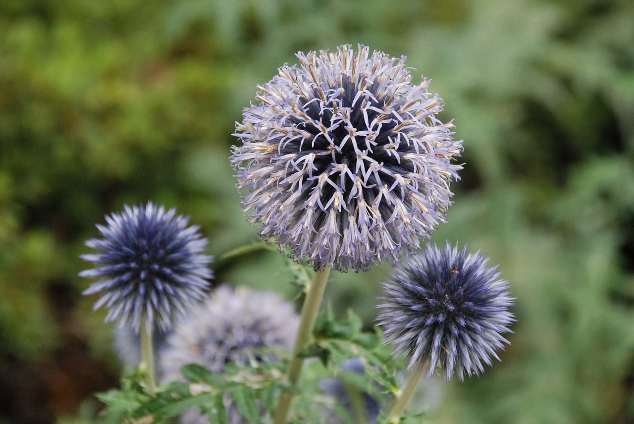 purple nature flower free photo