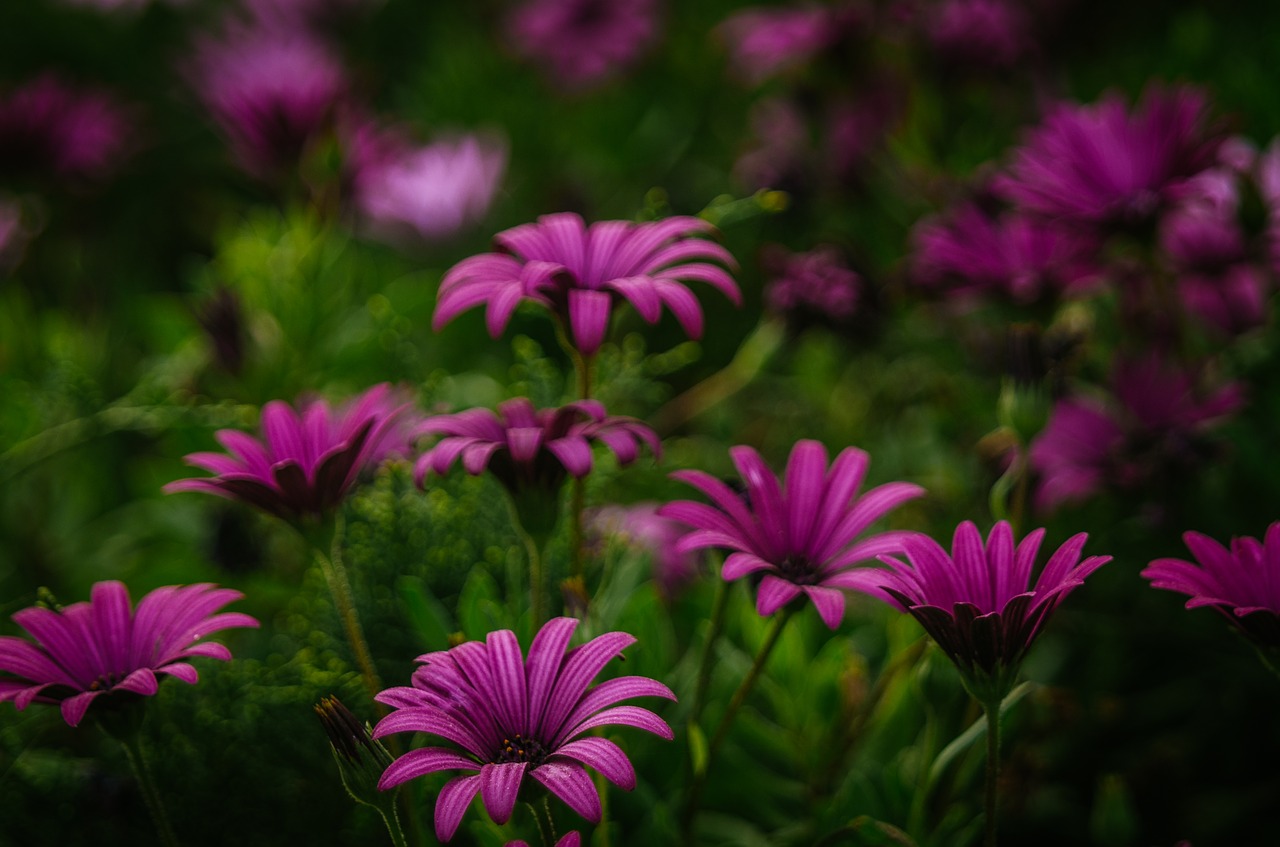 purple flowers blossoms free photo