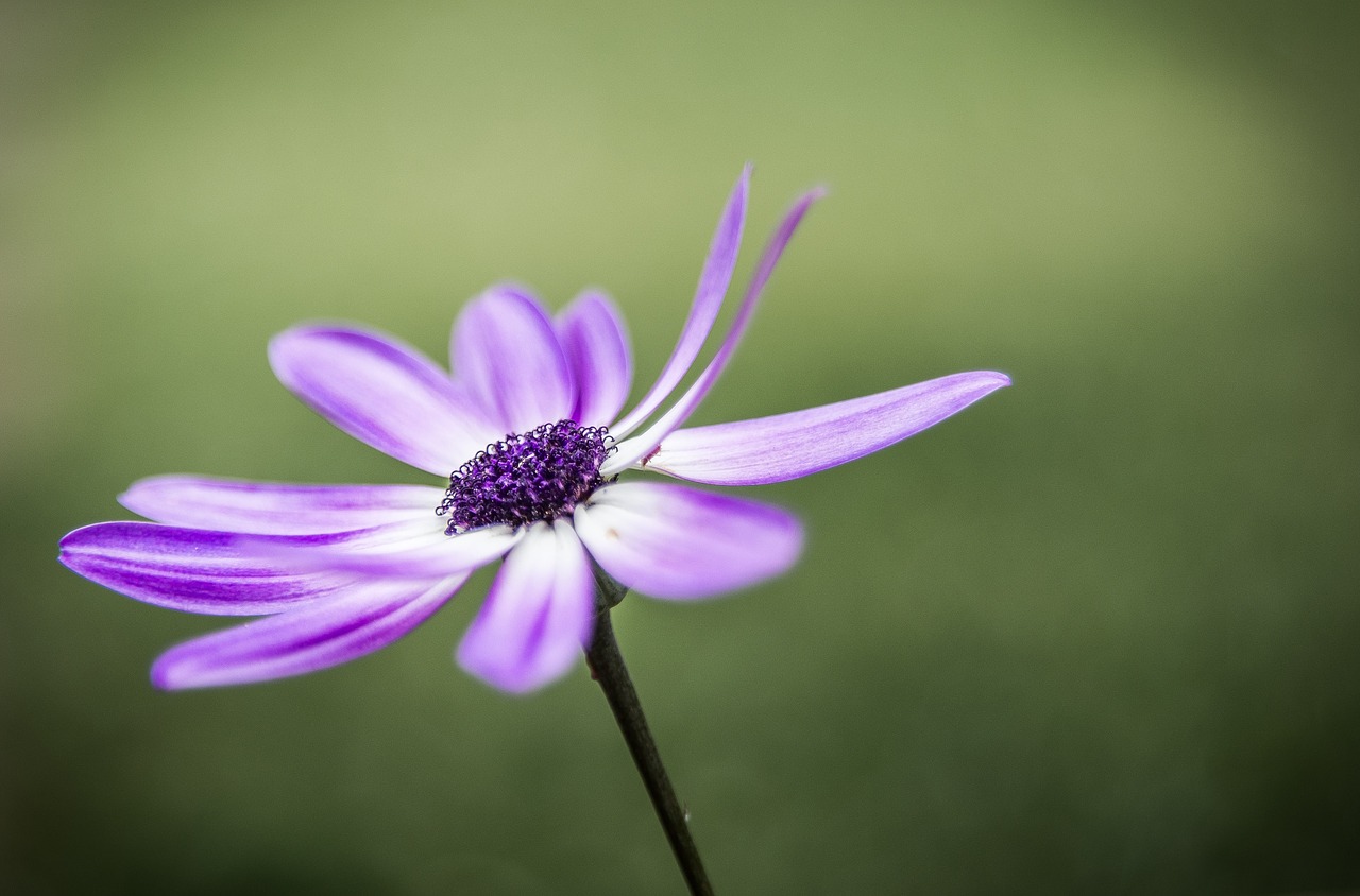 purple flower bloom free photo
