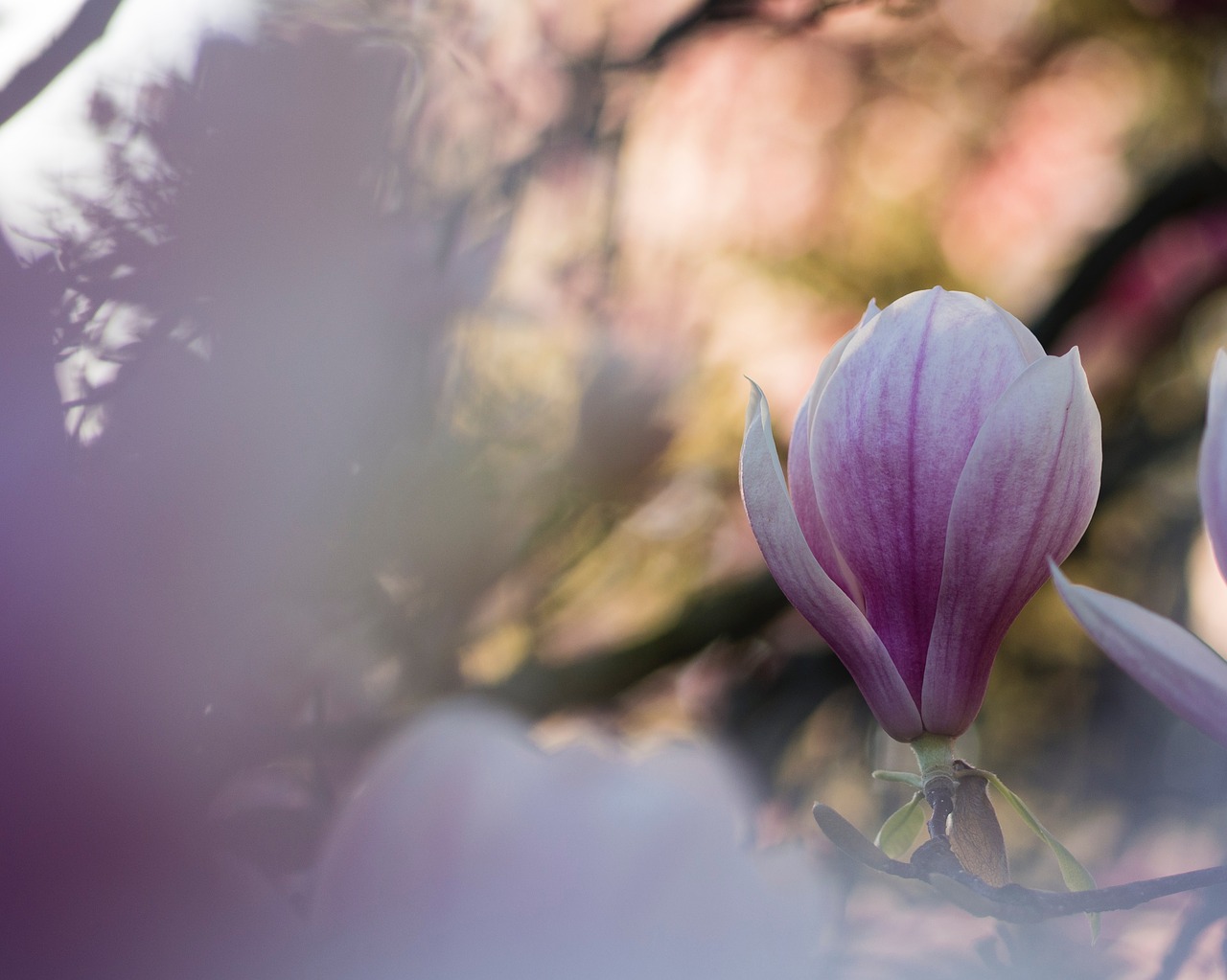 purple petal flower free photo