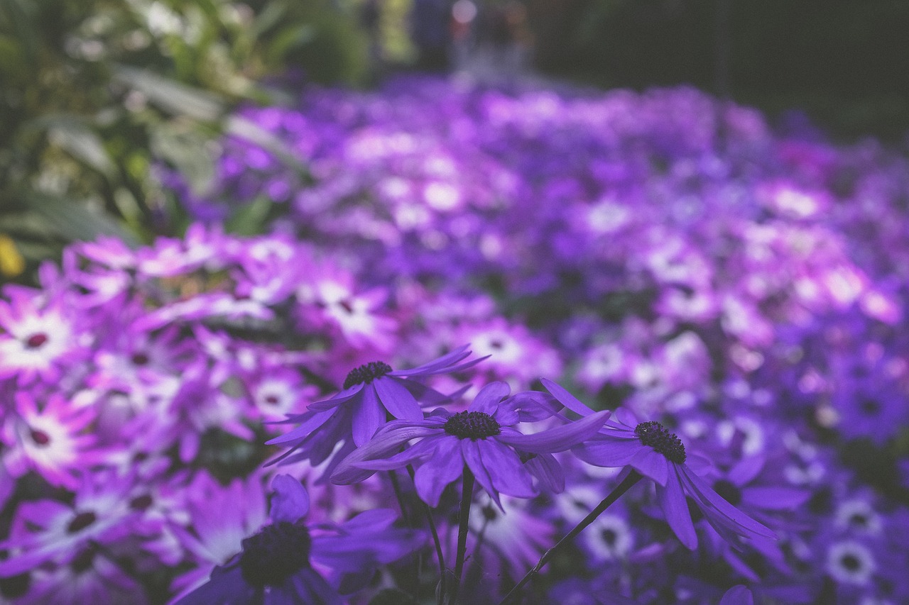 purple flower bloom free photo