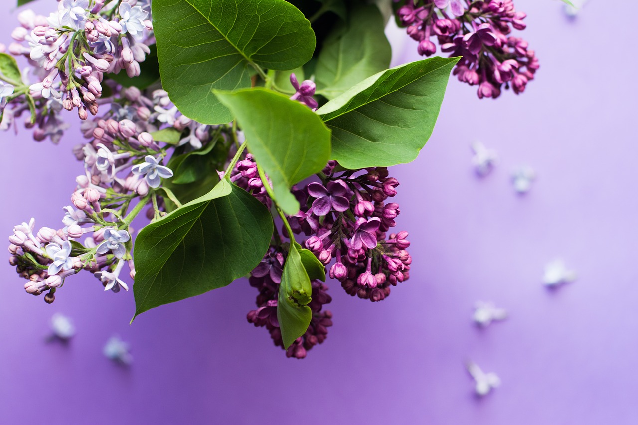 purple flower bloom free photo