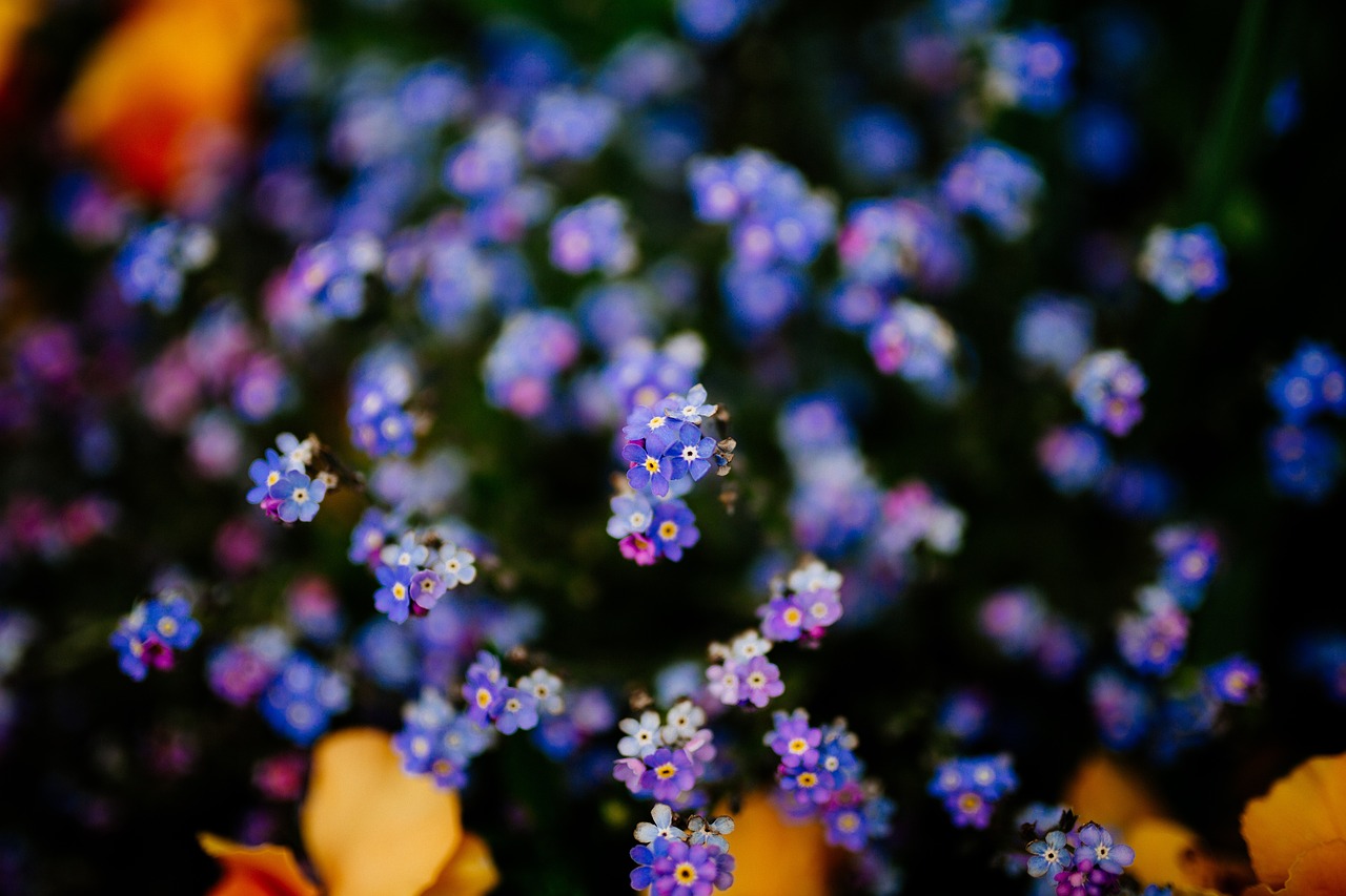 purple flower bloom free photo